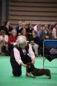 Crufts2011_2 1093